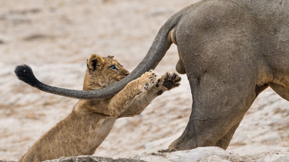 Comedy Wildlife Photography Awards 2019. Najśmieszniejsze zdjęcie roku wybrane! 1