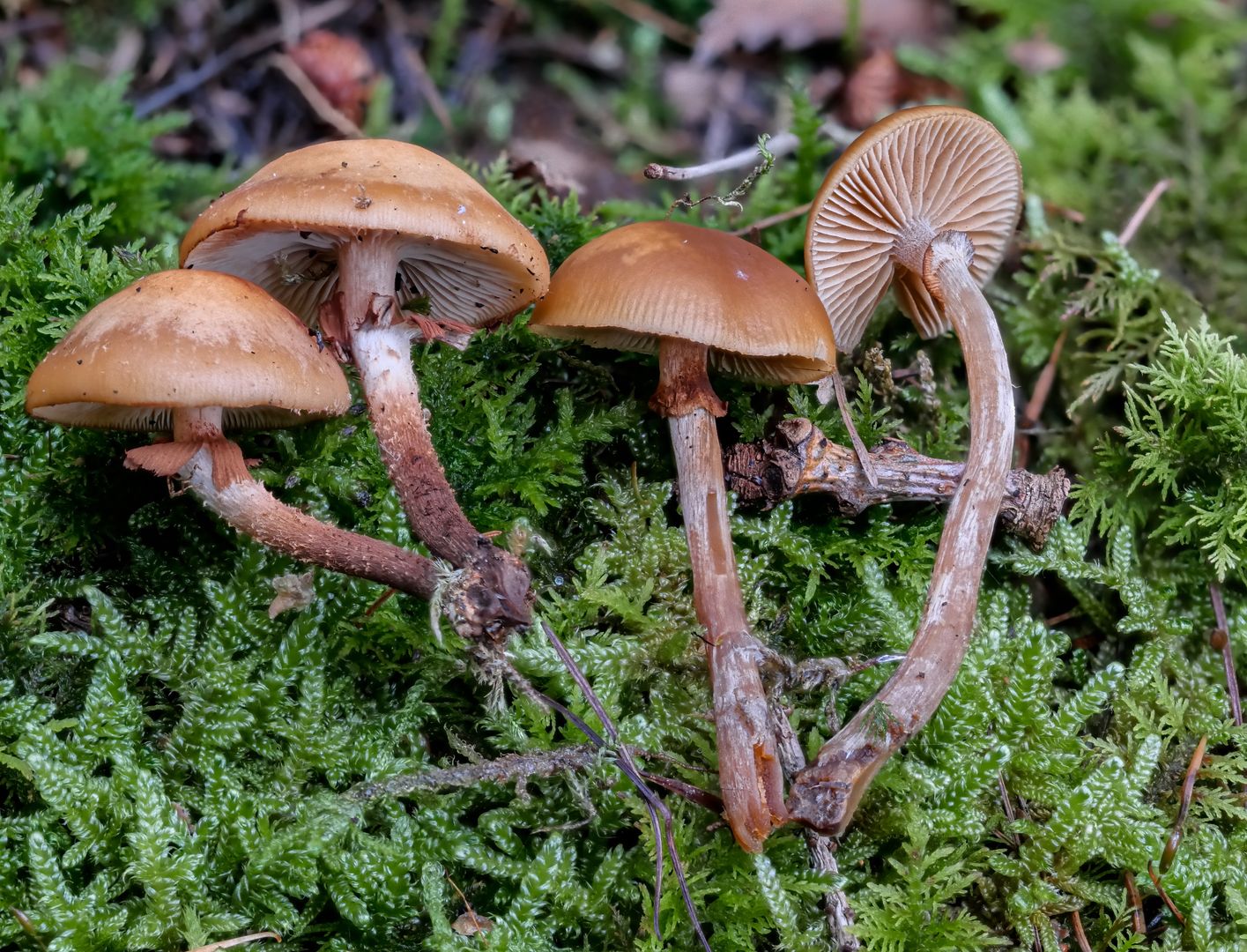 Hełmówka jadowita (Galerina marginata)