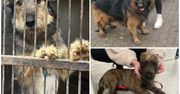 Konin: Trzy nowe psiaki w schronisku. Znasz ich właścicieli?