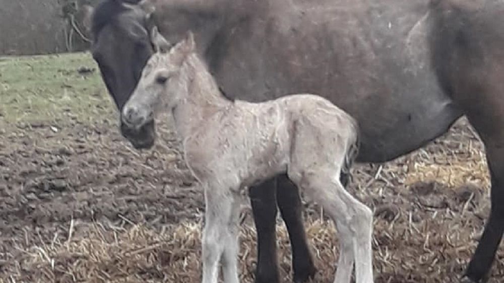 Karmiąca klacz zastrzelona na Kaszubach