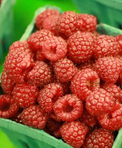 Brakuje owoców i młodych warzyw. Efekt? Nawet 100 zł/kg malin