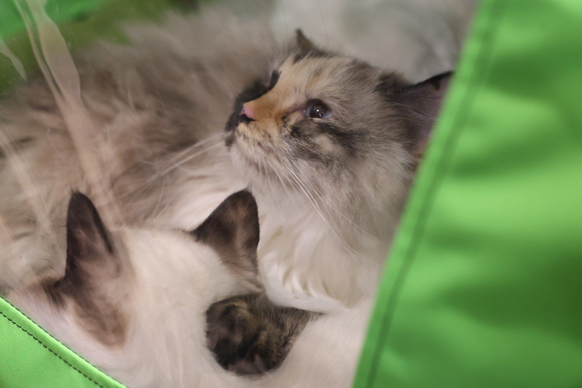 Pokaz kotów w M1 Czeladź