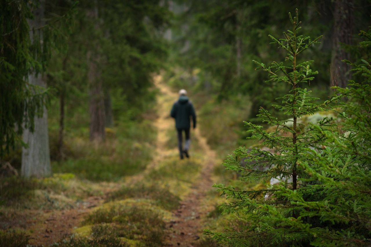 Geheimnisvolle X-Zeichen: Kultstätten der Saami in Skandinaviens Wäldern