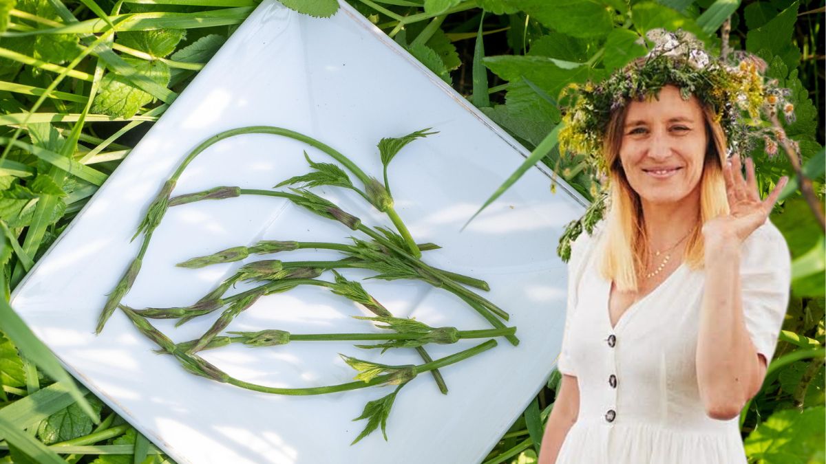 Pędy chmielu, niedoceniane w Polsce, na