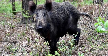 Opiekun w szoku. Uratowane dziki Tadzik i Danuta skazane na odstrzał