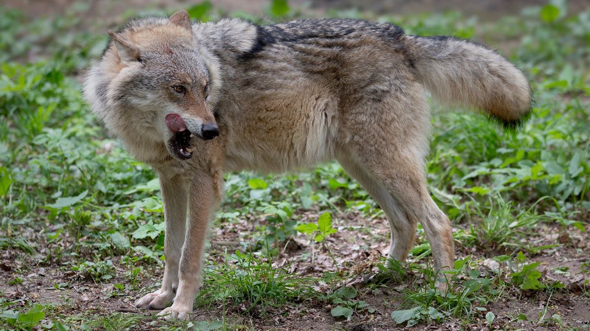 Wilki zagryzły mu trzy jałówki. Dramat. Zdjęcie ilustracyjne. 