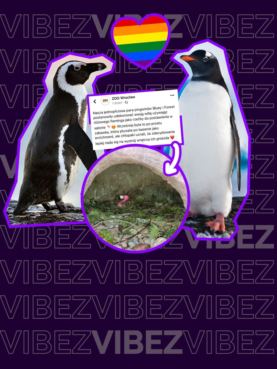 Homoseksualne pingwiny w zoo we Wrocławiu robią furrorę