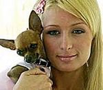 Ciężka dola psa Paris Hilton