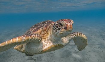 Wymyślili jak zablokować betonozę. Jako tarczy przed deweloperami użyli żółwi