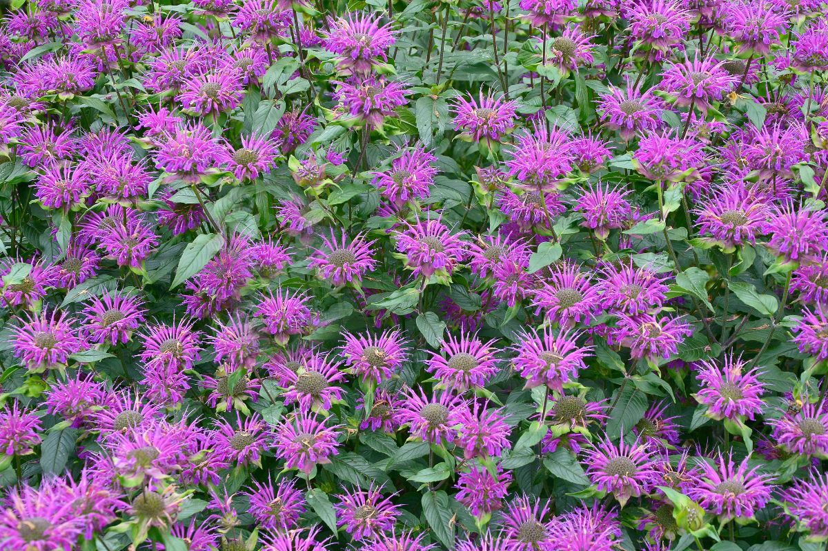 Bee balm: The ultimate garden solution to repel snails and ticks