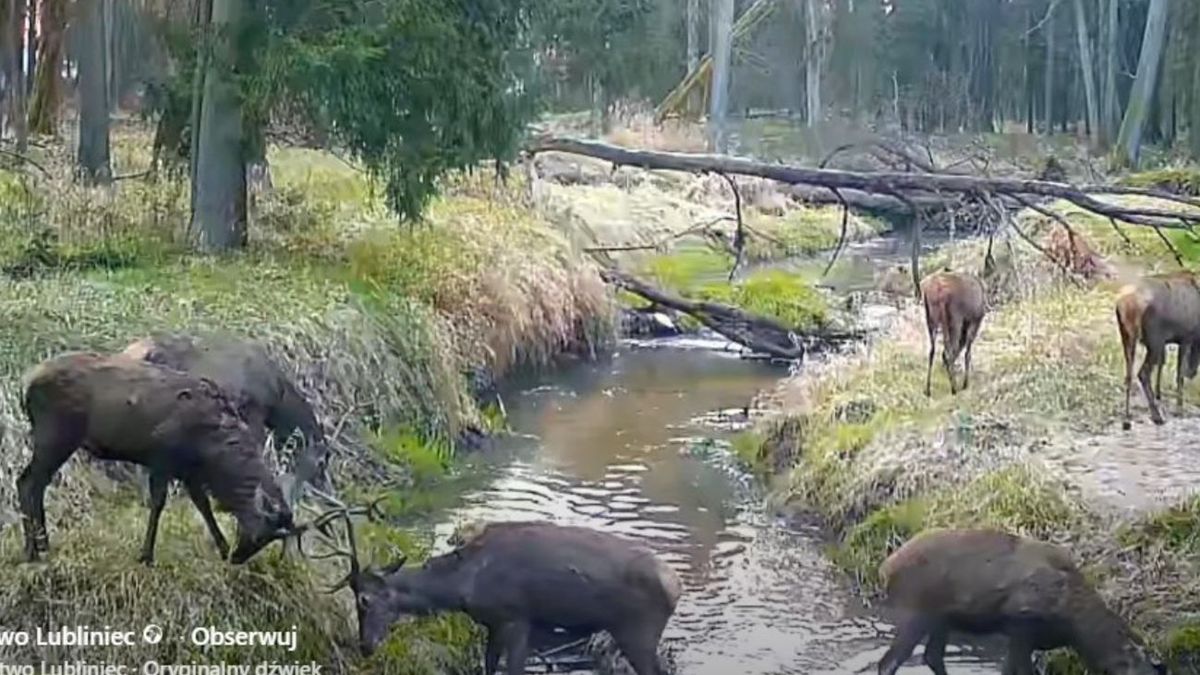 Nagrano je w lesie. Leśnicy są dumni