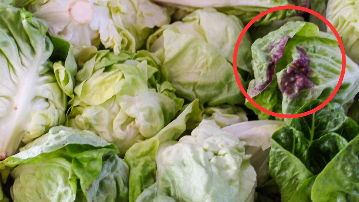 Sałata z przebarwieniami. Co to oznacza?