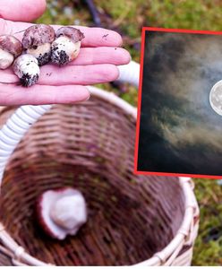 Grzybobranie 2023. Czy podczas pełni rosną grzyby?