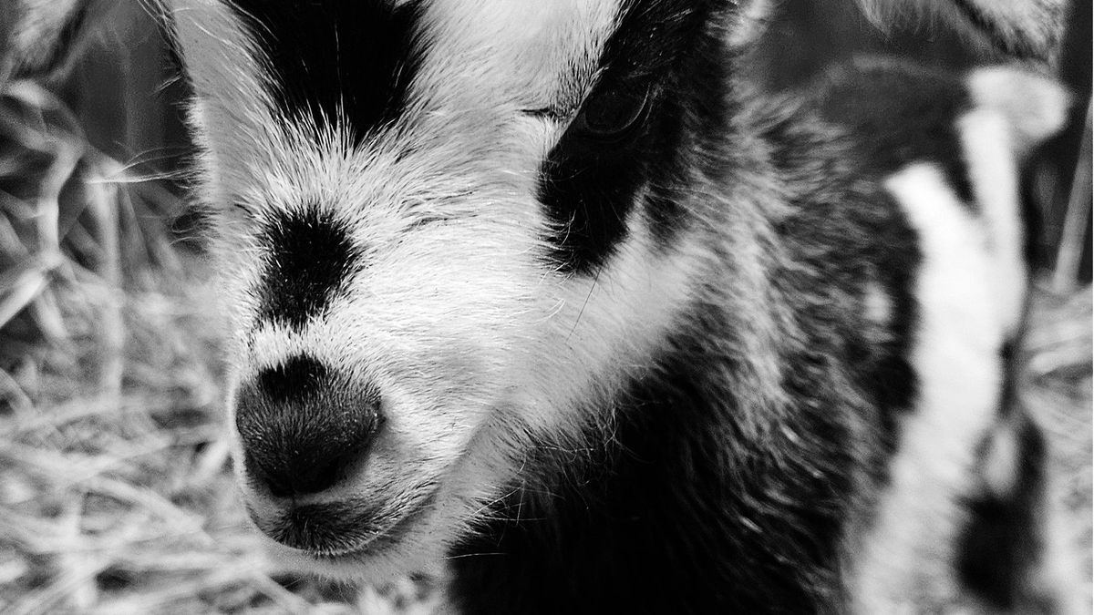 Nie żyje koza sandomierska. Zmarła przez dokarmiających ją ludzi