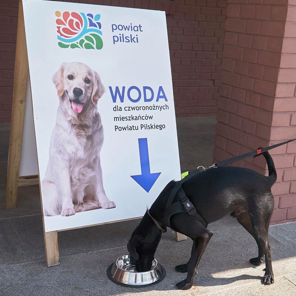 Woda dla czworonoga