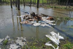 Nadleśnictwo Bartoszyce. Rozkładające się szczątki bydła w lesie. "Śmierdząca sprawa"