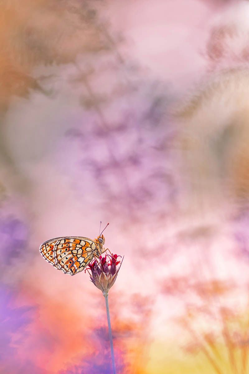 Macro Art Photo Project 2019, czyli najpiękniejsze ujęcia makro 3
