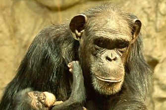 Pierwszy szympans urodzony w warszawskim zoo otrzymał imię Tytus