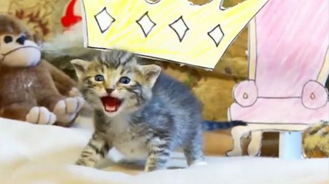 "Król Lew" ze słodkimi koteczkami. Będziecie płakać jak premier! 1