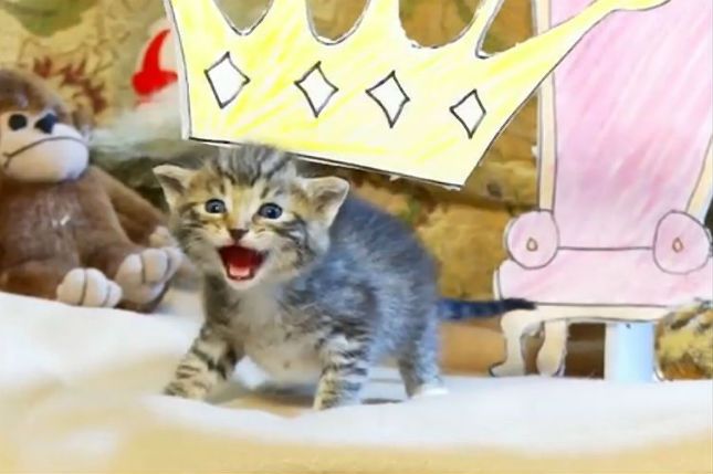 "Król Lew" ze słodkimi koteczkami. Będziecie płakać jak premier!