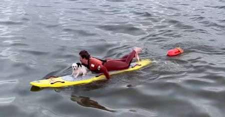 Pies wpadł w wielkie tarapaty. Miał szczęście. Poruszające wideo