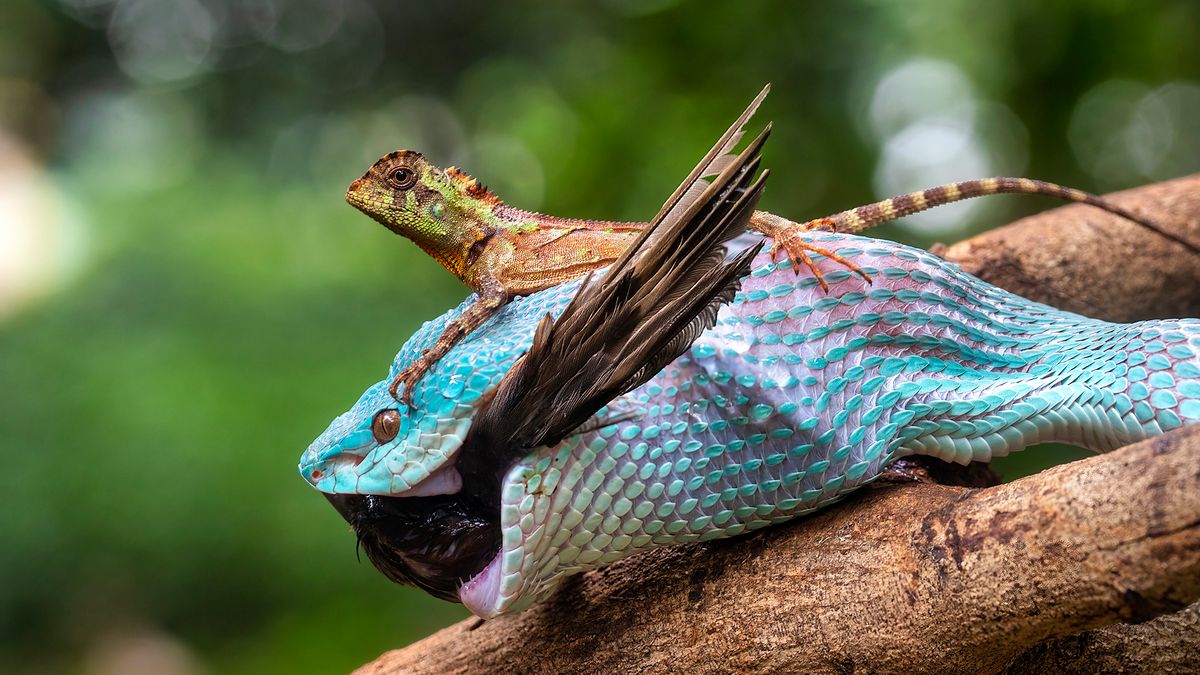 Przyroda potrafi być zaskakująca. Wąż pożerał ptaka, a na nim siedziała jaszczurka 1