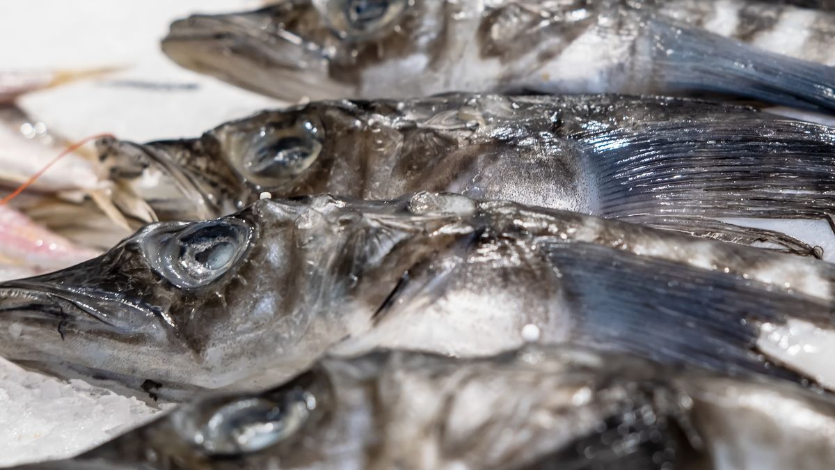 Kergulena to mało popularna w Polsce ryba