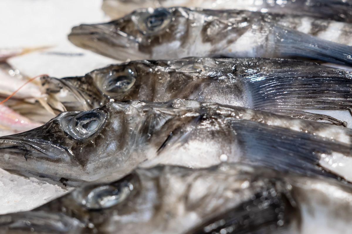 Zamiast stać w kolejce po karpia, poluję na kergulenę. Ma mało tłuszczu i sporo białka