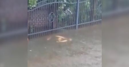 Ryby pływały na ulicy. Niecodzienne nagranie z Mierzyna