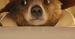 "Paddington": Zobacz polski plakat filmu