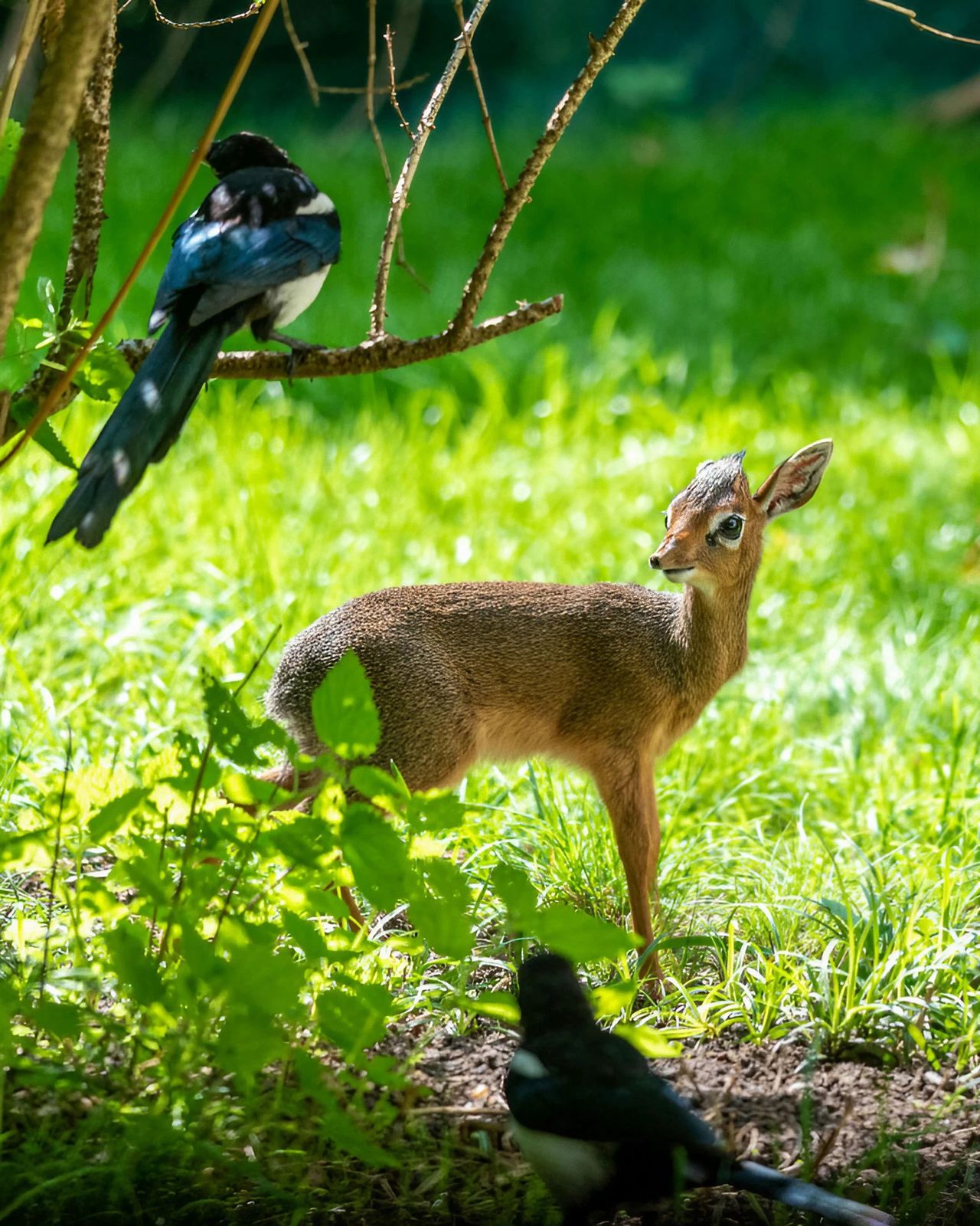 Dikdik z Łodzi