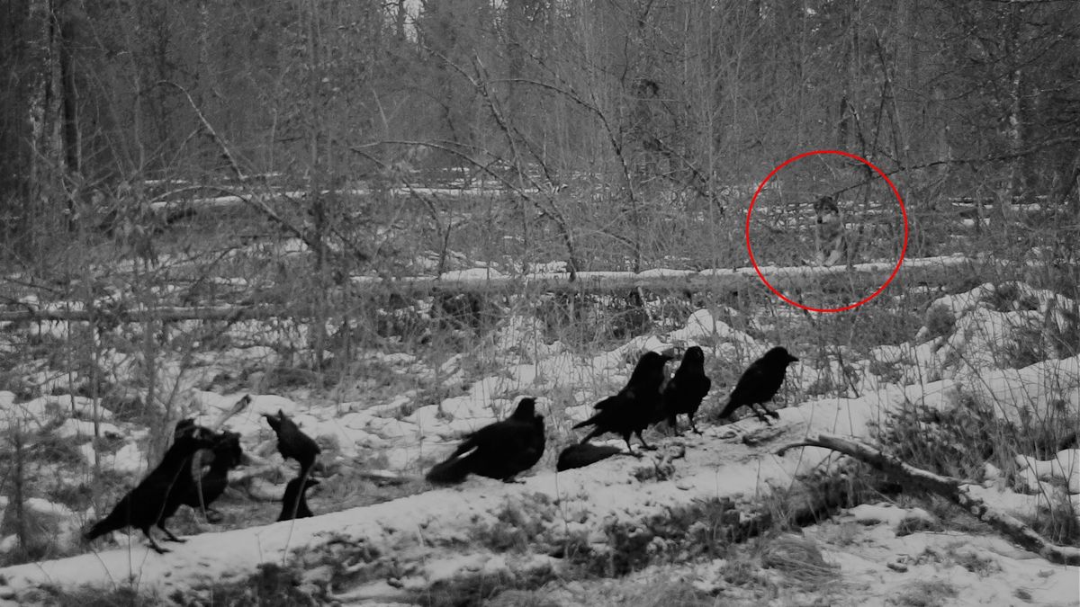 Wilki i kruki współpracują ze sobą, żeby zdobyć pożywienie.