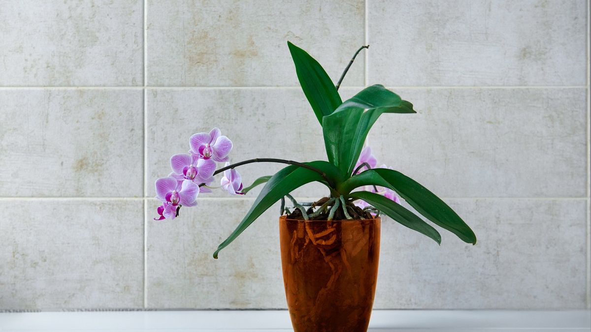 Jaka doniczka będzie najlepsza dla storczyka?