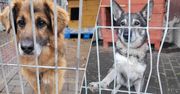 Gorzów: Te psy mogą nie przetrwać zimy w schronisku. Psi seniorzy szukają domów tymczasowych