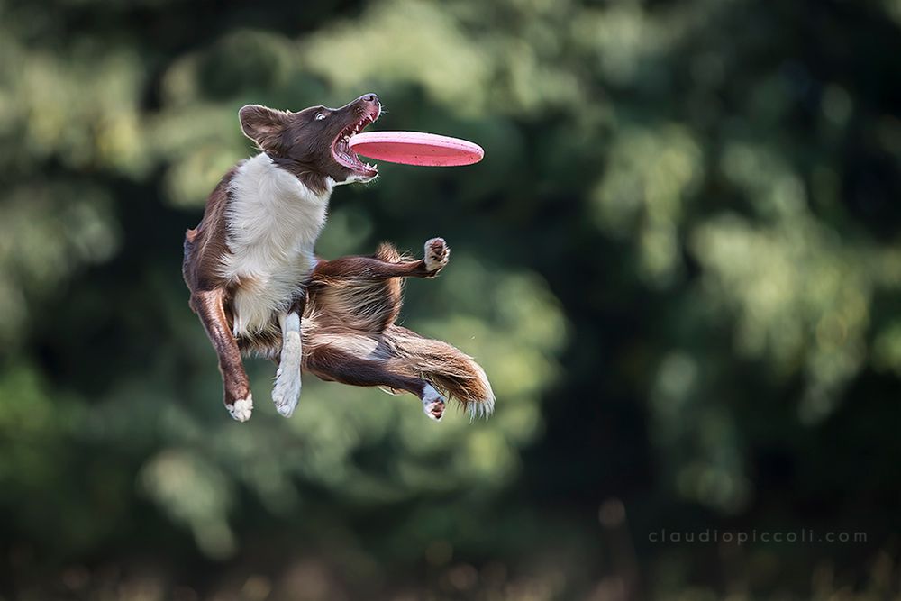 Border Collie są rasą psów, które wymagają bardzo dużo uwagi, jak i są podatne na tresurę. Potrafią niesamowicie odwzajemnić miłość właściciela i jego zaangażowanie. Claudio podczas szkolenia i zabawy ze swoimi podopiecznymi ćwiczy również fotografię sportową robiąc zdjęcia swoim psom podczas gry we frisbee.