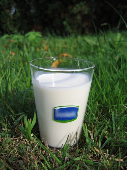 Mleko – biały skarb