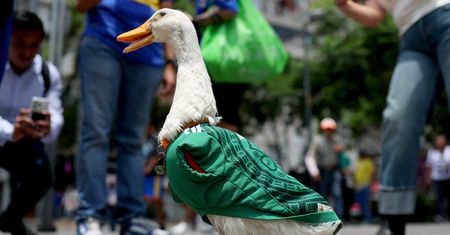 Kaczka Merlin podbija mundial. Z ulic Meksyku trafiła do roli maskotki