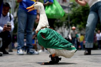 Kaczka Merlin podbija mundial. Z ulic Meksyku trafiła do roli maskotki