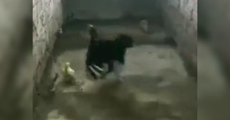 Kurczak kontra kobra. Chronił swoje pisklaki