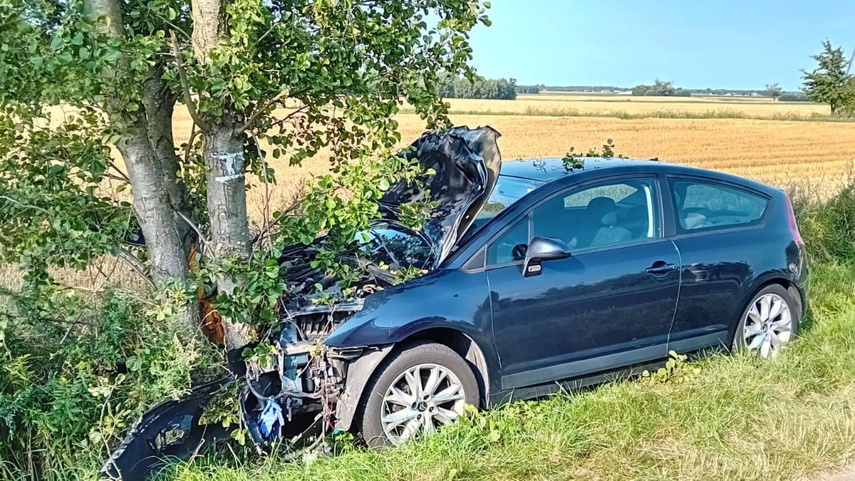 Zderzenie z sarną