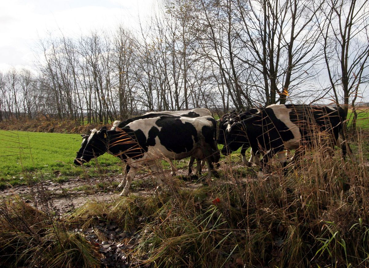 Zaskakujący alert dla kierowców. Uwaga na krowy pod Obornikami