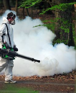 Irytujące, ale czy niebezpieczne - eksperci o komarach w Polsce