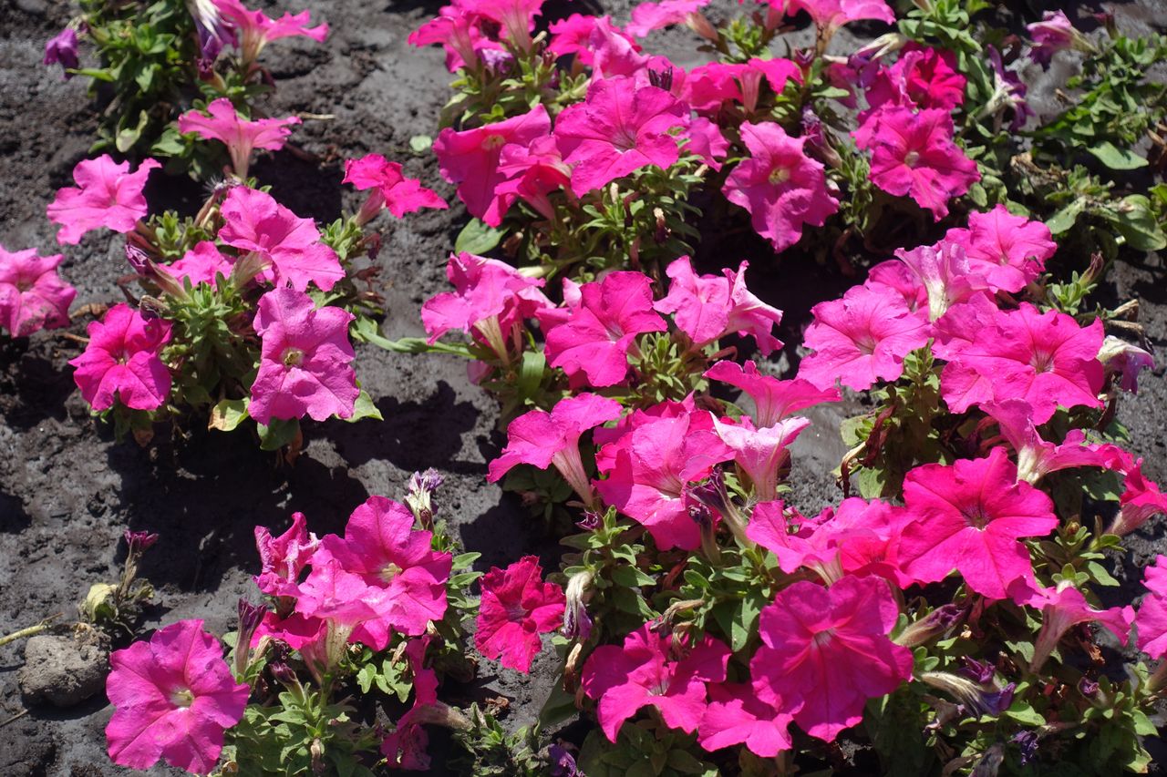 Garden petunia