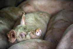 Tusk: UE będzie współfinansować rekompensaty dla polskich hodowców świń