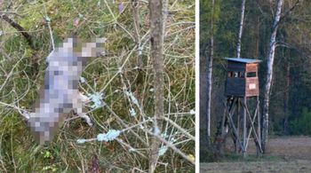 Pomorskie: Martwy wilk znaleziony w lesie. Policja bada sprawę