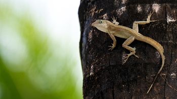 Te jaszczurki mają supermoce. Odkryto gatunek odporny na jad węży