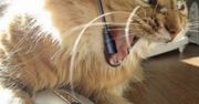 Twój headset może nie zadziałać z PS4