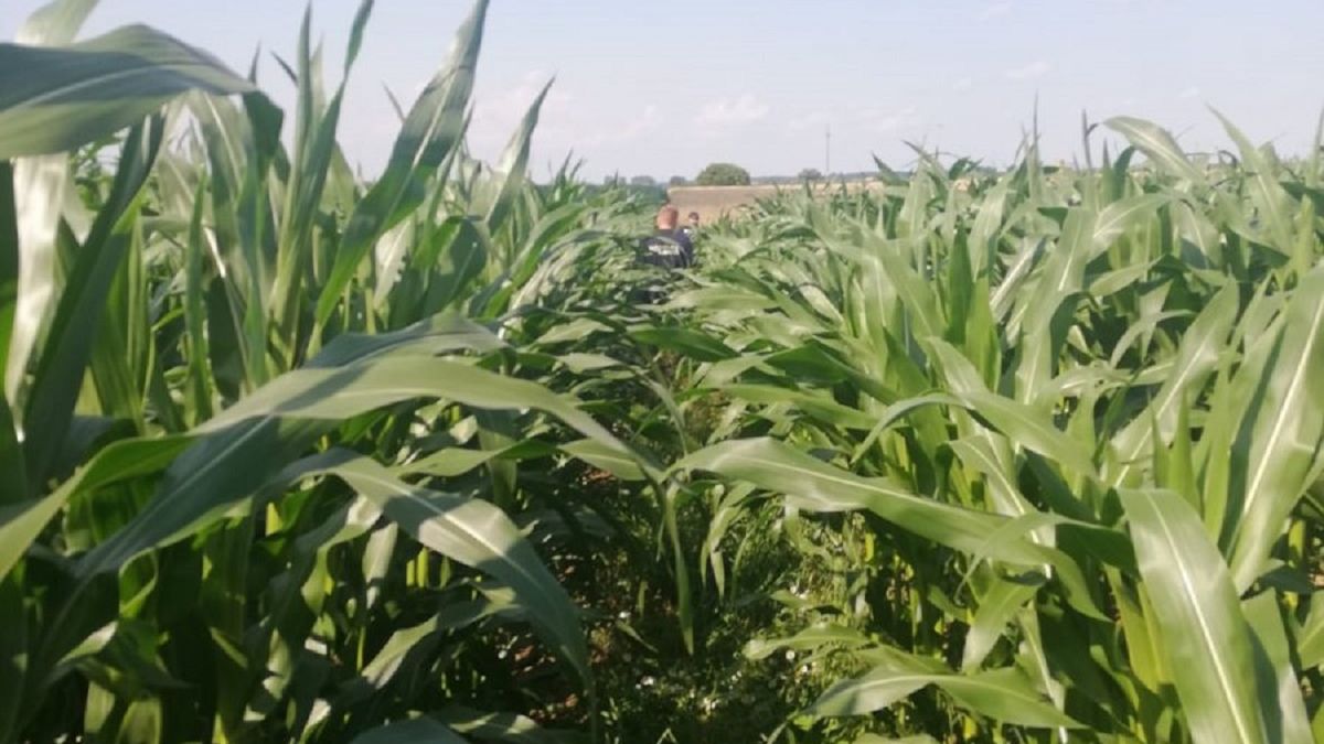 37-letni kierowca opla ukrył się w polu kukurydzy