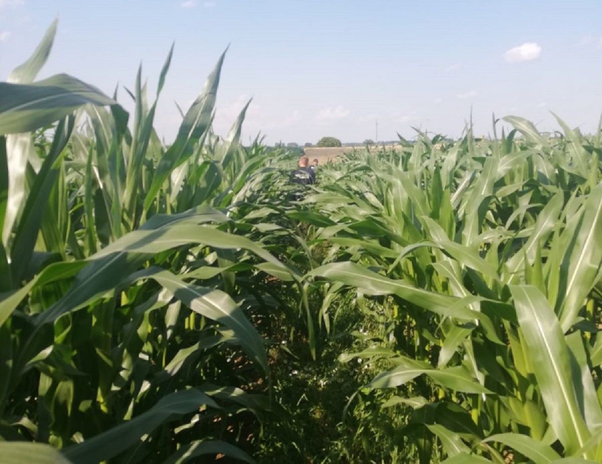37-letni kierowca opla ukrył się w polu kukurydzy