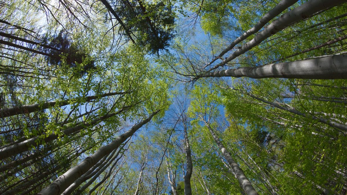 Korony drzew bukowego lasu. 